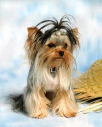 Toybox Yorkies