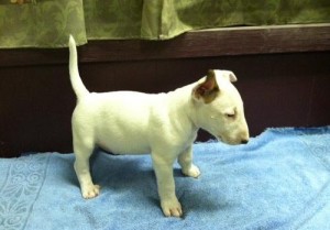 Beautiful Bull Terrier Puppies