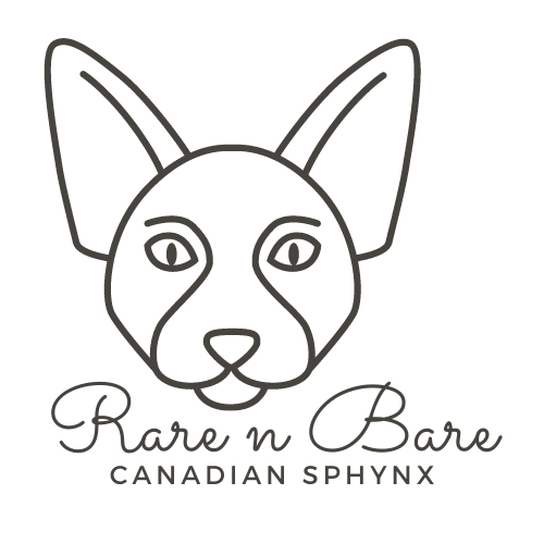 Rare N Bare Canadian Sphynx