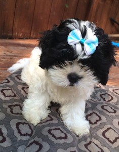 A stunning, imperial, female Shih Tzu