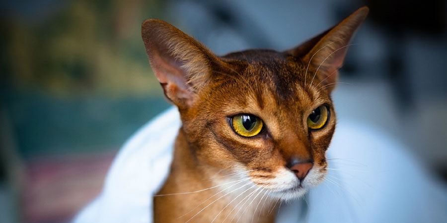 Abyssinian picture