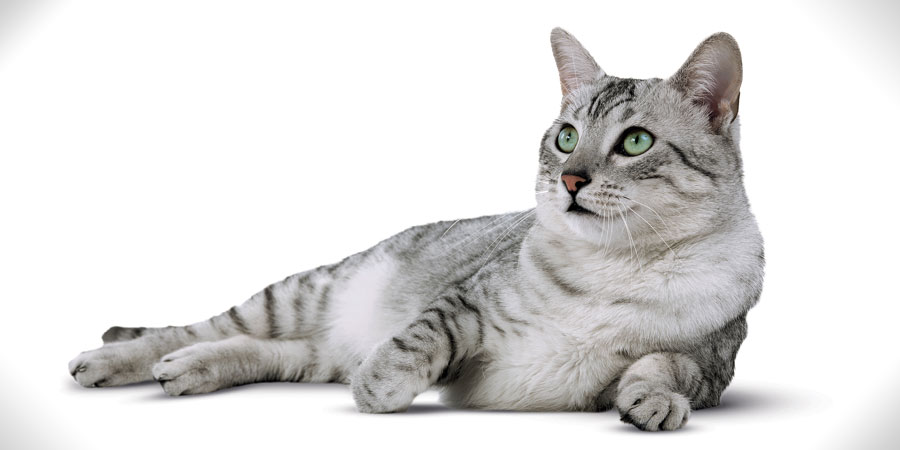 Egyptian Mau picture