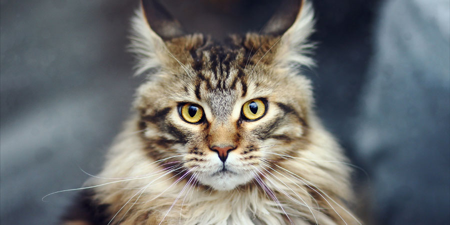 Maine Coon picture