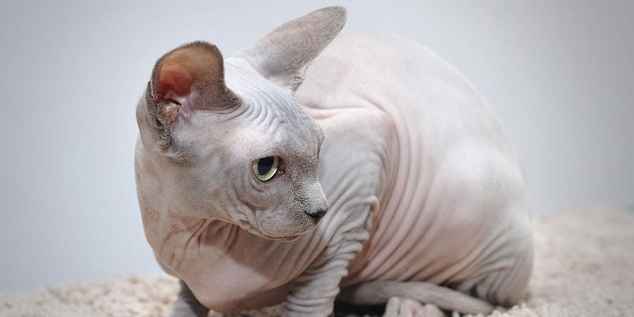 Sphynx picture