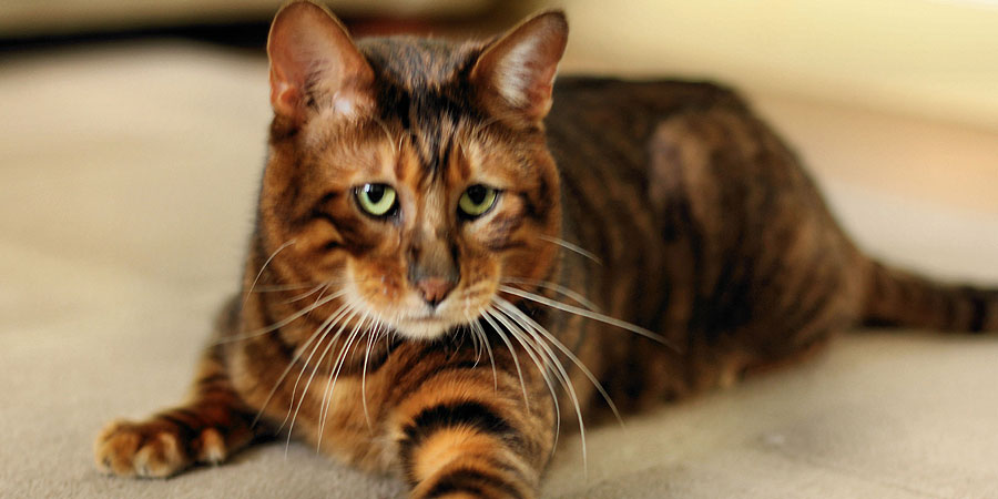 Toyger picture