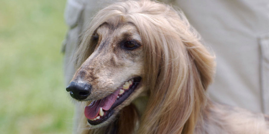 Afghan Hound picture