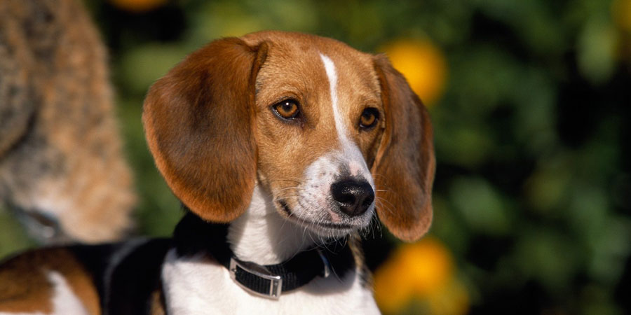 American Foxhound picture