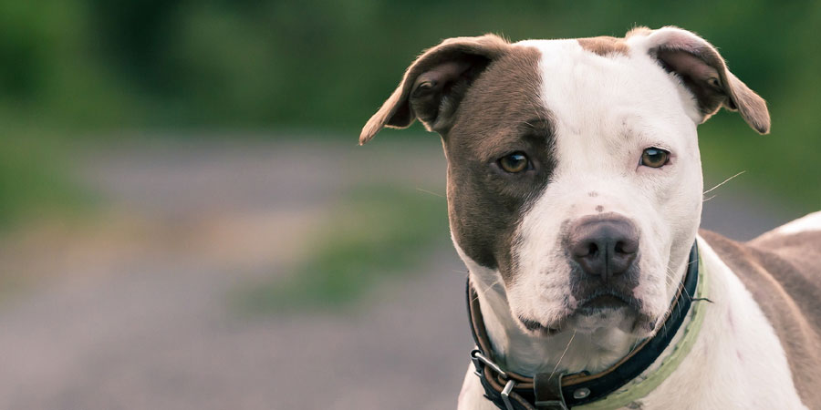 American Pit Bull Terrier picture