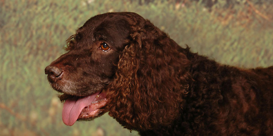 American Water Spaniel picture