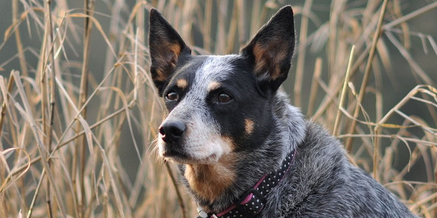 Australian Cattle Dog picture