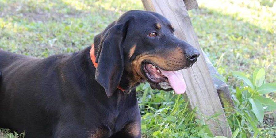 Austrian Black and Tan Hound picture