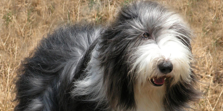 Bearded Collie picture