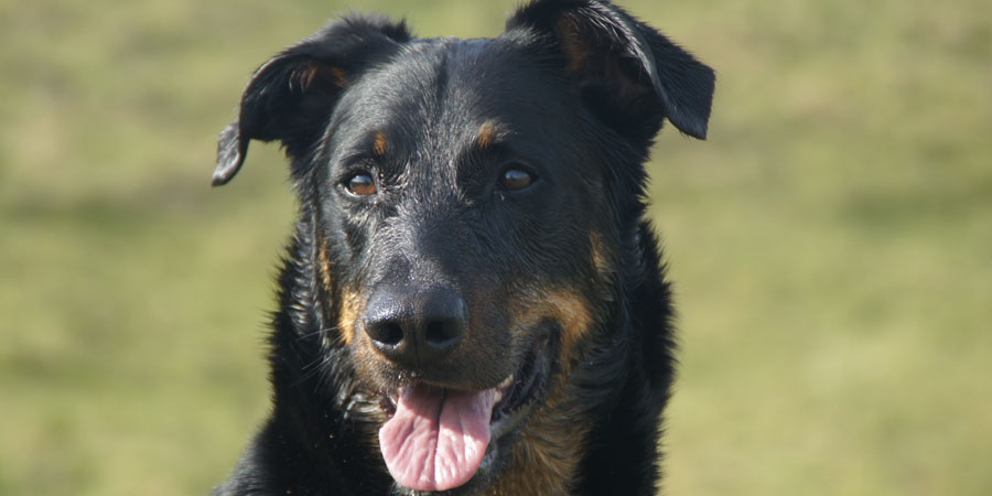 Beauceron picture