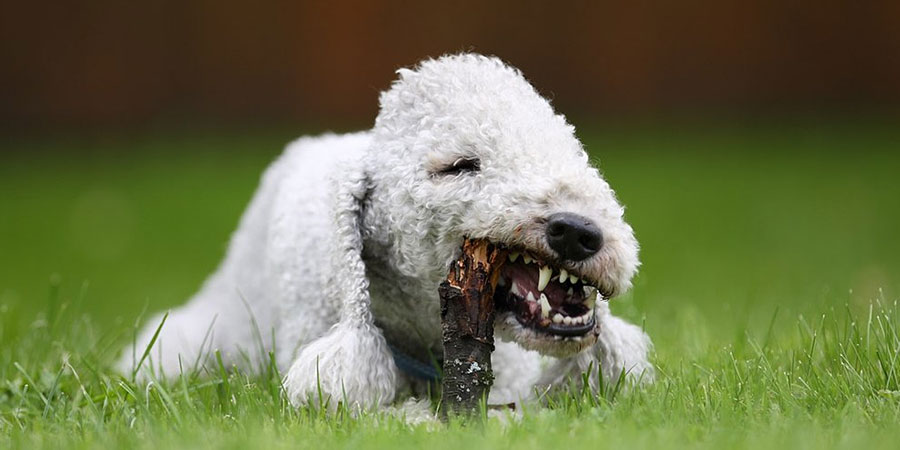 Bedlington Terrier picture