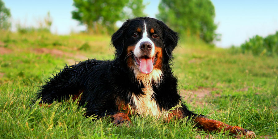 Bernese Mountain Dog picture