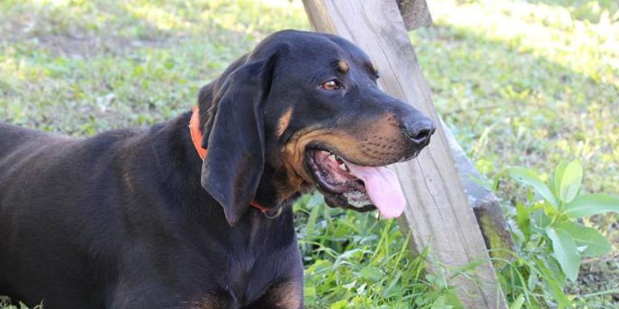 Black and Tan Coonhound picture