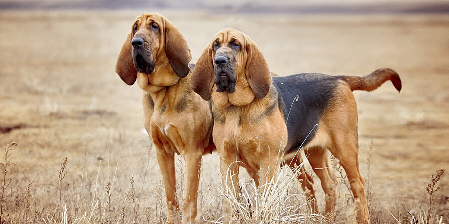 Bloodhound picture