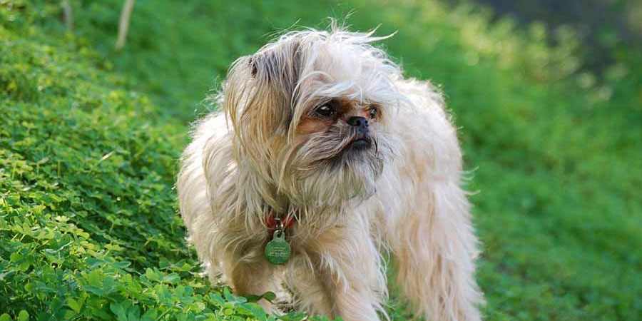 Brussels Griffon picture