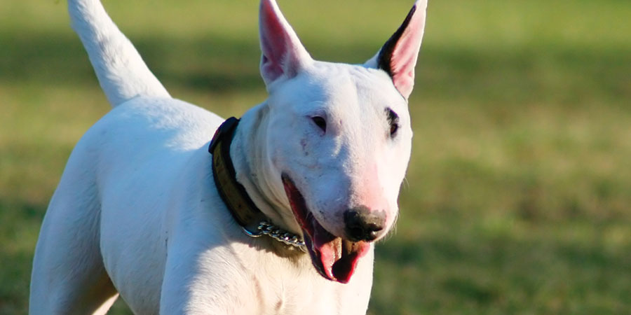 Bull Terrier picture