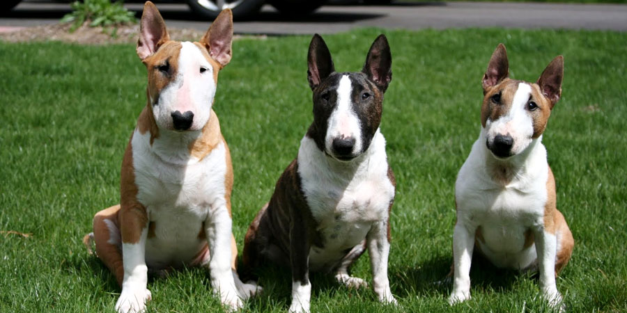 Miniature Bull Terrier picture
