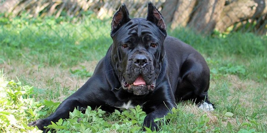 Cane Corso Information Facts And Pictures