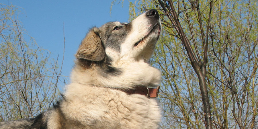 Carpathian Sheepdog picture