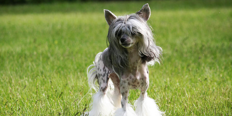 Chinese Crested picture