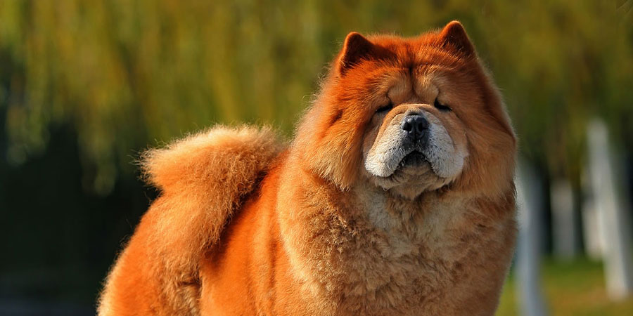 Chow Chow picture