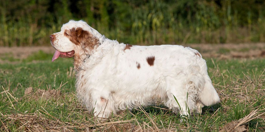 Clumber Spaniel picture