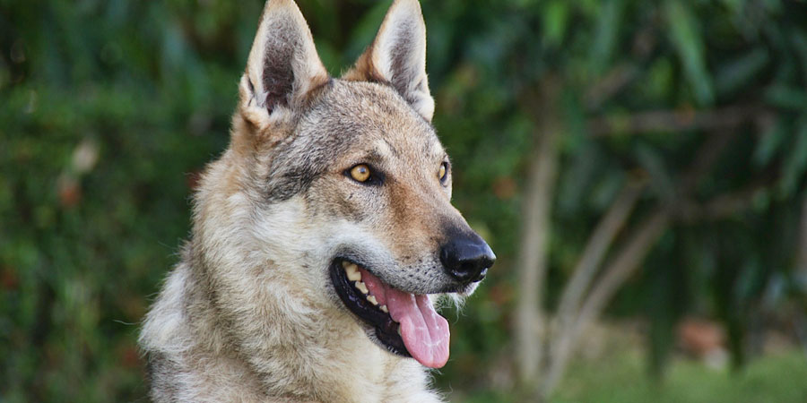 Czechoslovakian Wolfdog picture