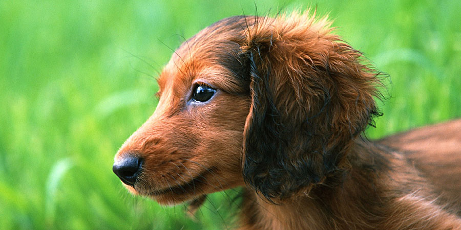 Dachshund (Toy, Miniature, Standard) picture