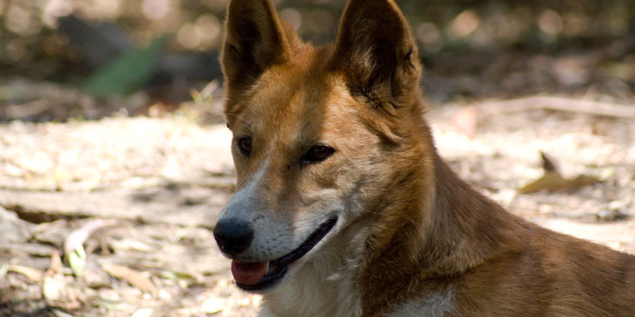 Dingo picture
