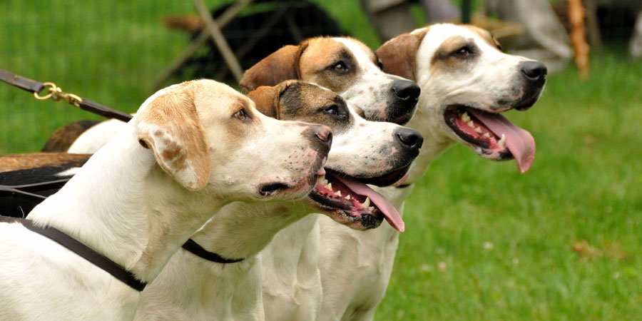 English Foxhound picture