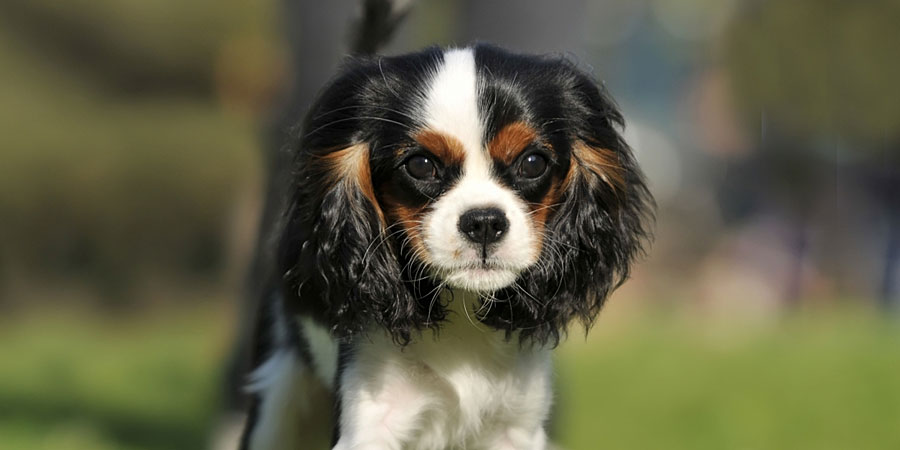 English Toy Spaniel picture