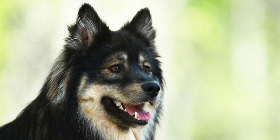 Finnish Lapphund picture
