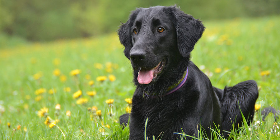 Flat-Coated Retriever picture