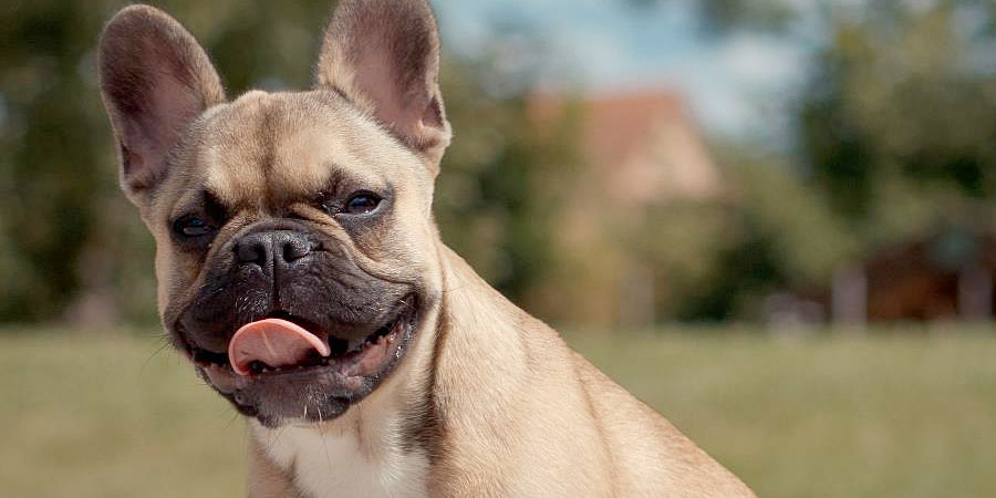 French Bulldog picture