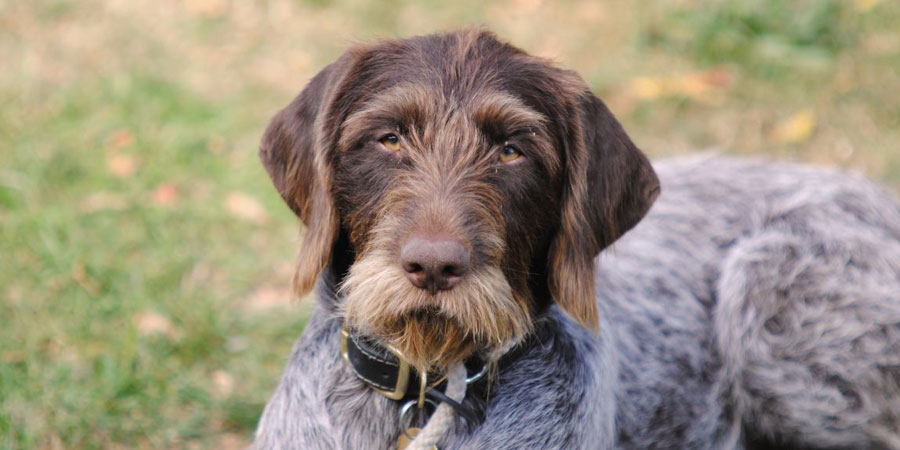 German Wirehaired Pointer picture
