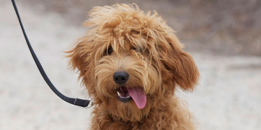 Goldendoodle picture