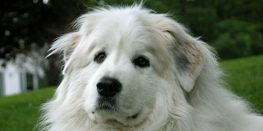 Great Pyrenees picture