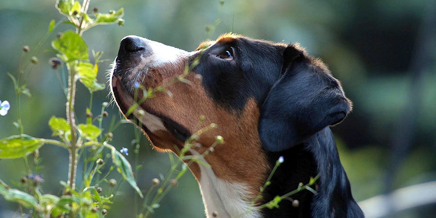 Greater Swiss Mountain Dog picture