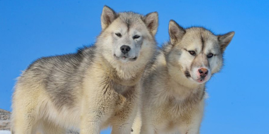 Greenland Dog picture