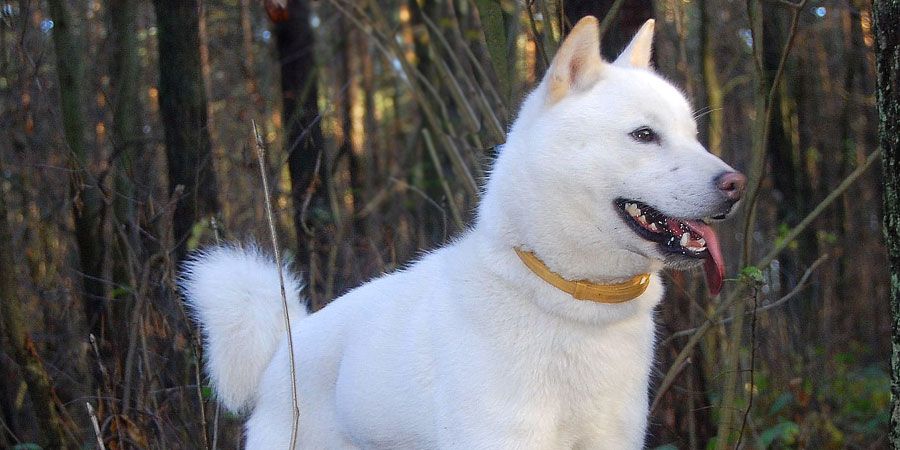 Hokkaido Dog picture
