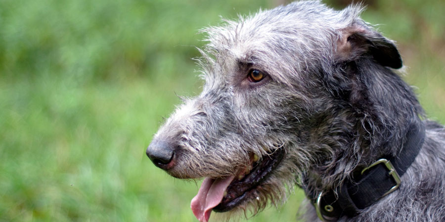 Irish Wolfhound picture