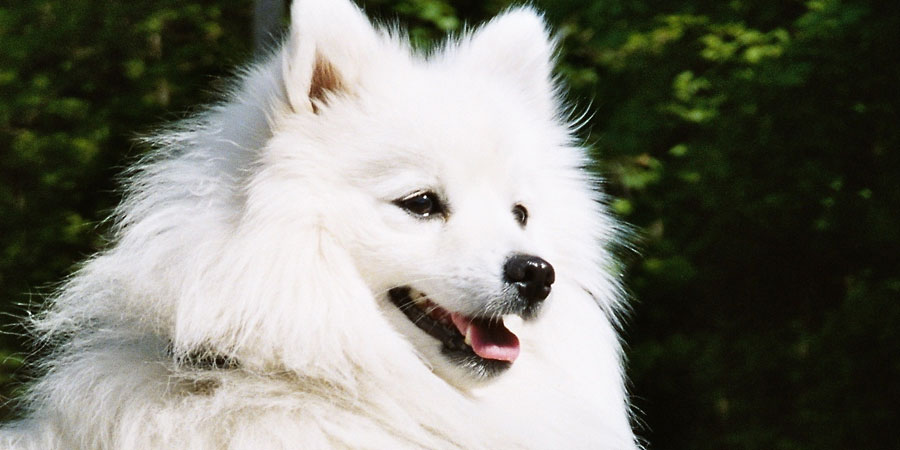 Japanese Spitz picture