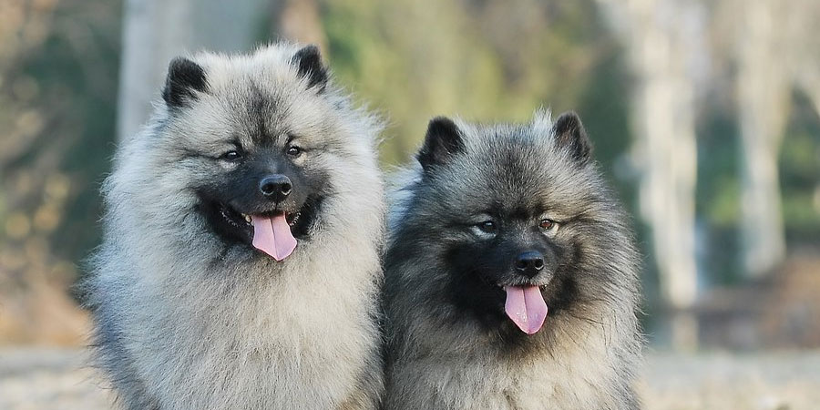 Keeshond picture