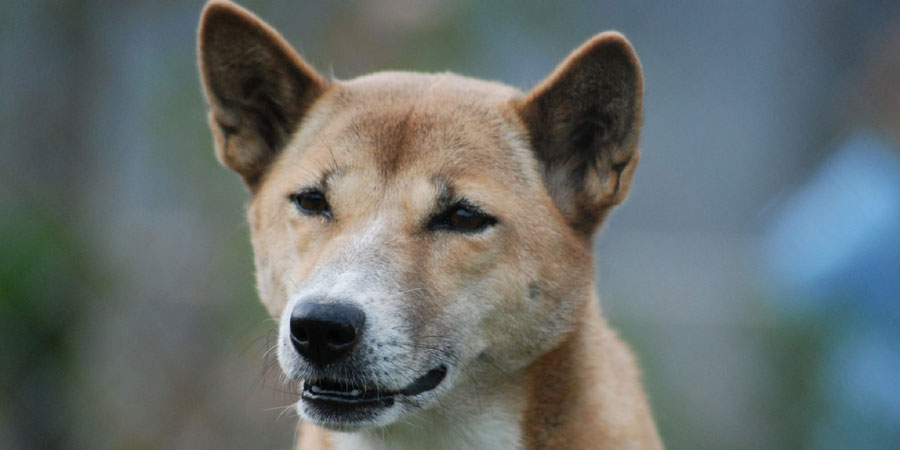 New Guinea Singing Dog picture
