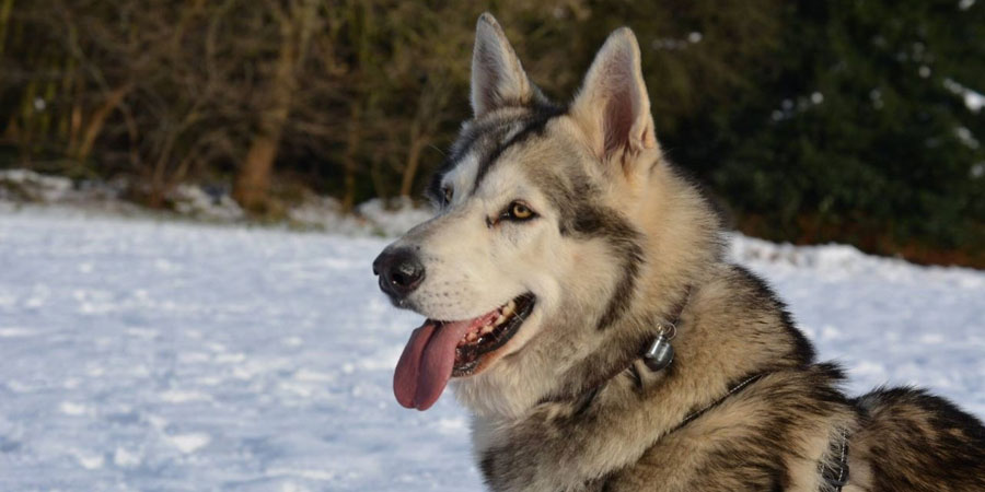 Northern Inuit Dog picture