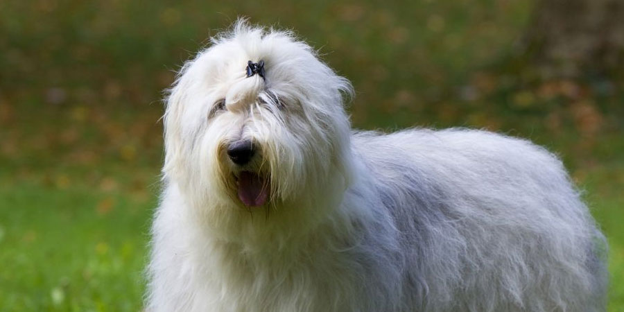 Old English Sheepdog picture
