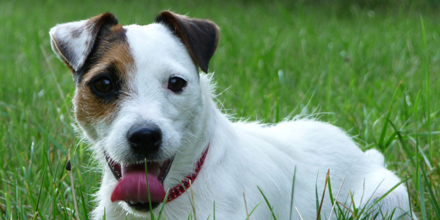 Parson Russell Terrier picture